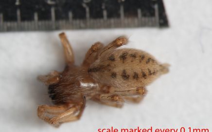 Arthropoda; Arachnida; Araneae; Anyphaenidae; Anyphaena