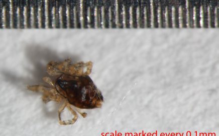 Arthropoda; Arachnida; Araneae; Oecobiidae; Oecobius navus