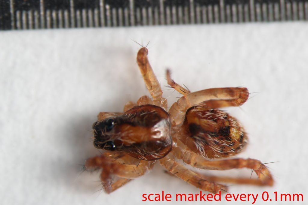 Arthropoda; Arachnida; Araneae; Lycosidae; Schizocosa mccooki