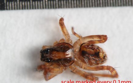 Arthropoda; Arachnida; Araneae; Lycosidae; Schizocosa mccooki