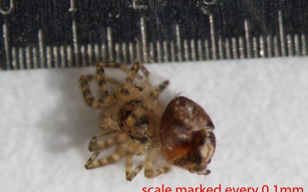 Arthropoda; Arachnida; Araneae; Oecobiidae; Oecobius navus