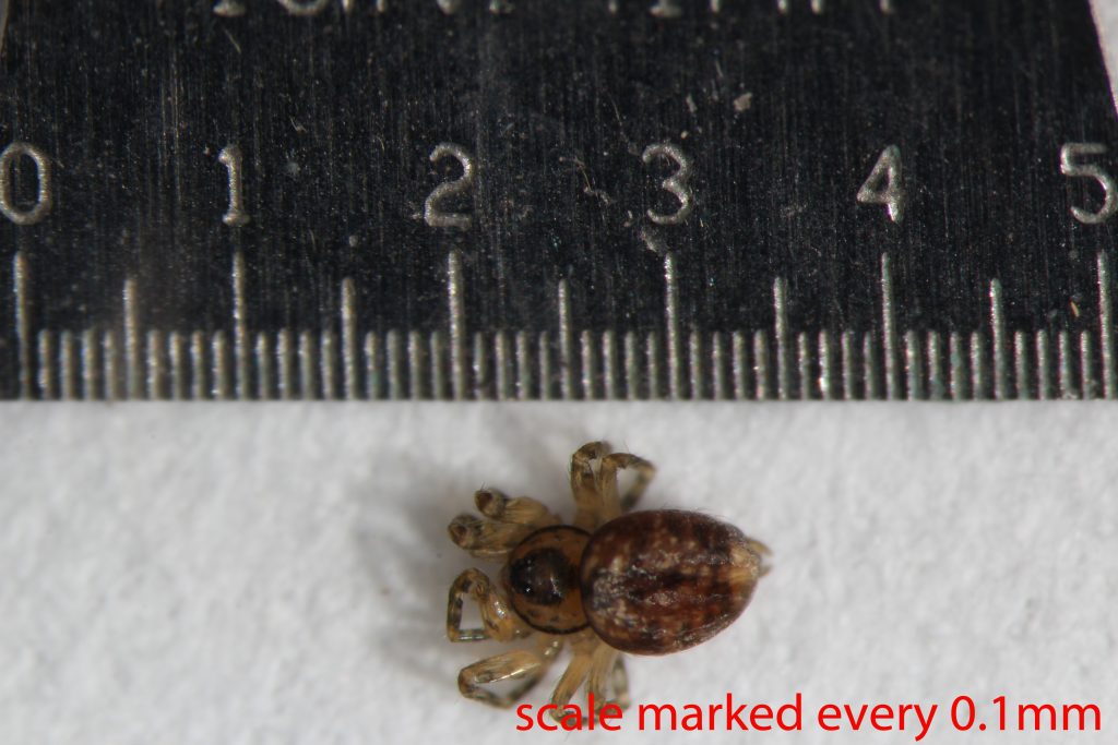 Arthropoda; Arachnida; Araneae; Oecobiidae