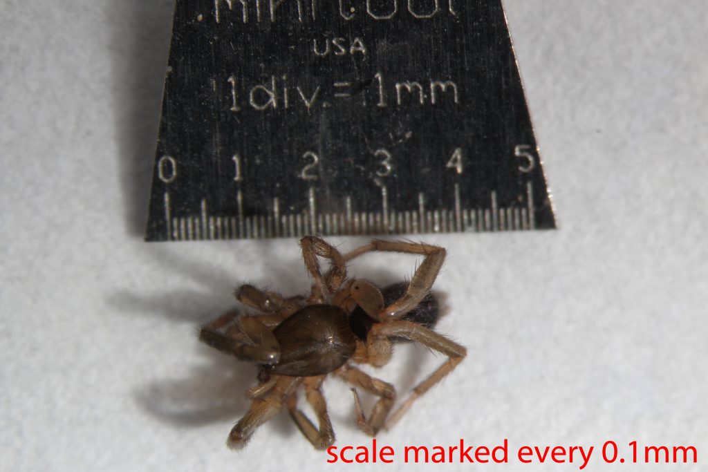 Arthropoda; Arachnida; Araneae; Gnaphosidae; Drassyllus insularis