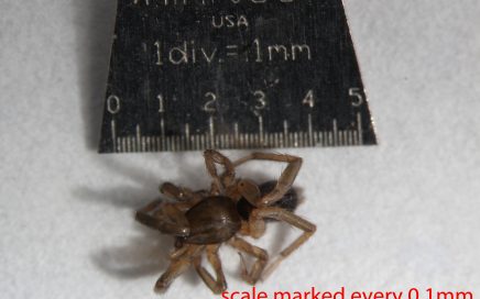 Arthropoda; Arachnida; Araneae; Gnaphosidae; Drassyllus insularis