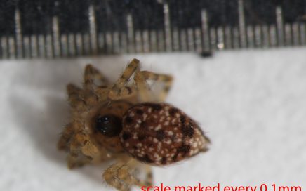 Arthropoda; Arachnida; Araneae; Oecobiidae; Oecobius navus