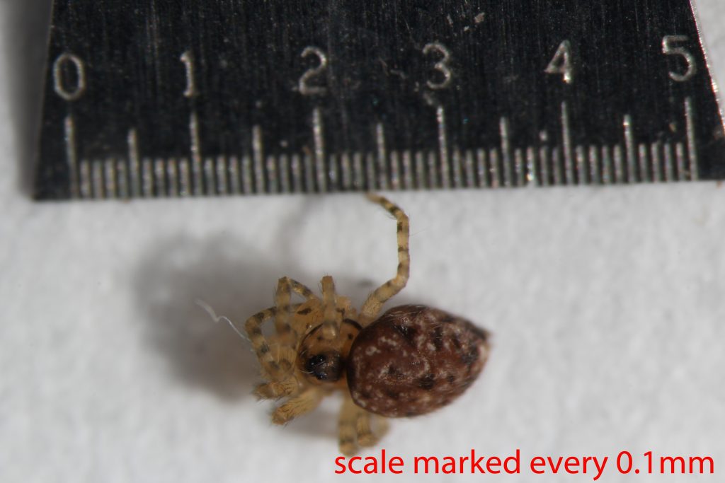 Arthropoda; Arachnida; Araneae; Oecobiidae; Oecobius navus