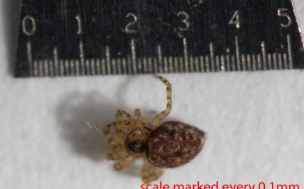 Arthropoda; Arachnida; Araneae; Oecobiidae; Oecobius navus