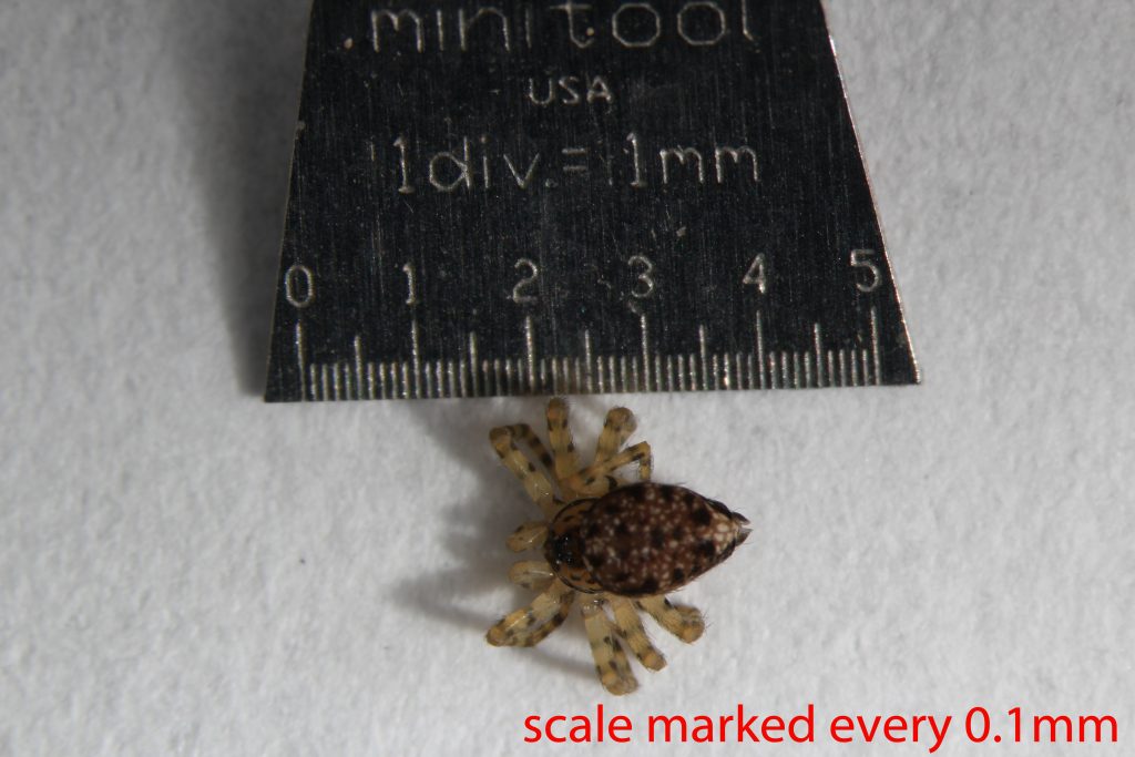 Arthropoda; Arachnida; Araneae; Oecobiidae; Oecobius navus