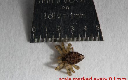 Arthropoda; Arachnida; Araneae; Oecobiidae; Oecobius navus