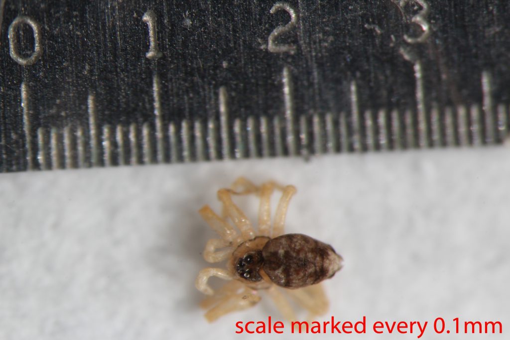 Arthropoda; Arachnida; Araneae; Oecobiidae; Oecobius navus