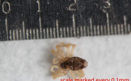 Arthropoda; Arachnida; Araneae; Oecobiidae; Oecobius navus