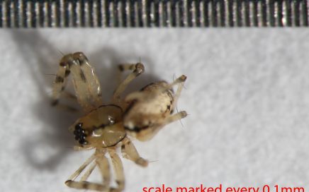 Arthropoda; Arachnida; Araneae; Linyphiidae; Linyphantes victoria