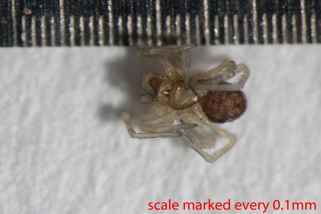 Arthropoda; Arachnida; Araneae; Dictynidae; Phantyna nr.micro