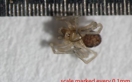 Arthropoda; Arachnida; Araneae; Dictynidae; Phantyna nr.micro