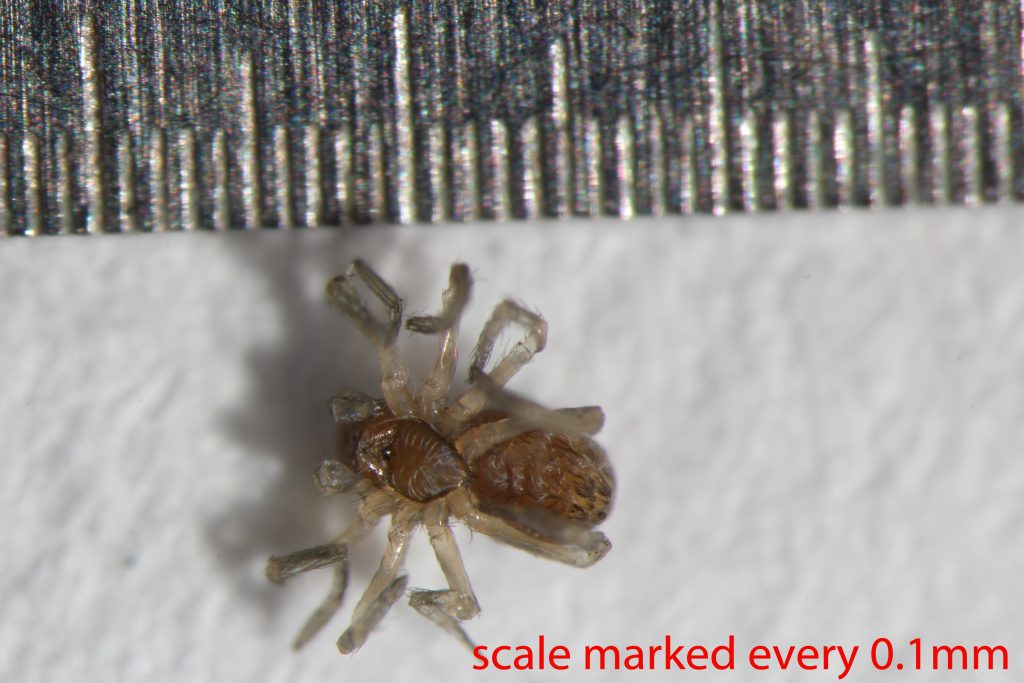 Arthropoda; Arachnida; Araneae; Dictynidae; Phantyna nr.micro