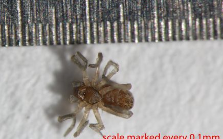 Arthropoda; Arachnida; Araneae; Dictynidae; Phantyna nr.micro