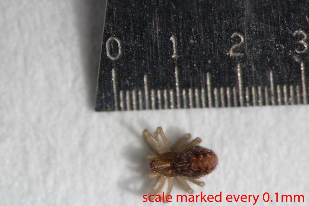 Arthropoda; Arachnida; Araneae; Dictynidae; Phantyna nr.micro