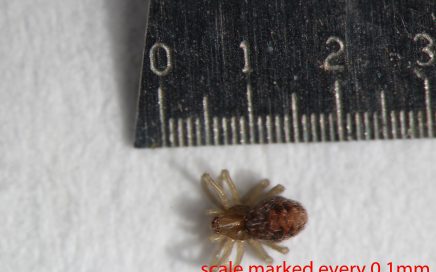 Arthropoda; Arachnida; Araneae; Dictynidae; Phantyna nr.micro