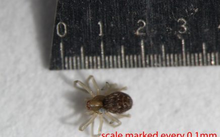 Arthropoda; Arachnida; Araneae; Dictynidae; Phantyna nr.micro