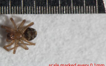 Arthropoda; Arachnida; Araneae; Dictynidae; Phantyna nr.micro