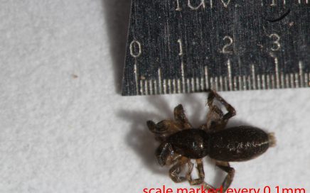 Arthropoda; Arachnida; Araneae; Gnaphosidae; Zelotes sp.