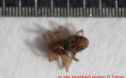 Arthropoda; Arachnida; Araneae; Dictynidae; Phantyna nr.micro