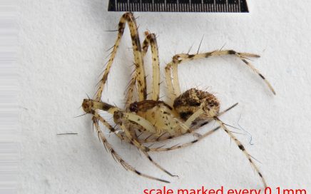 Arthropoda; Arachnida; Araneae; Mimetidae