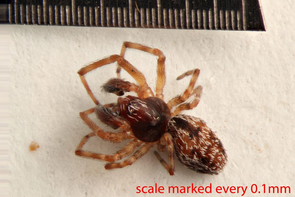 Arthropoda; Arachnida; Araneae; Dictynidae