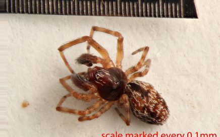 Arthropoda; Arachnida; Araneae; Dictynidae