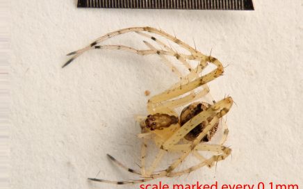 Arthropoda; Arachnida; Araneae; Mimetidae