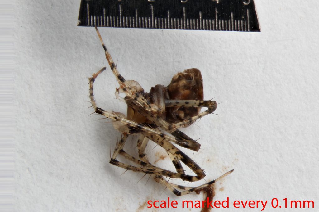 Arthropoda; Arachnida; Araneae; Mimetidae