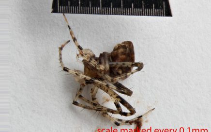 Arthropoda; Arachnida; Araneae; Mimetidae