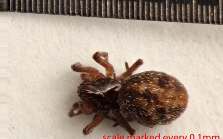 Arthropoda; Arachnida; Araneae; Dictynidae