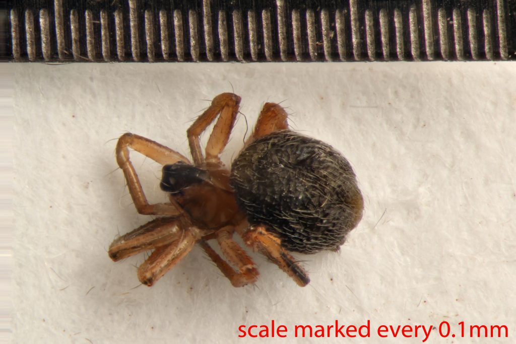 Arthropoda; Arachnida; Araneae; Linyphiidae