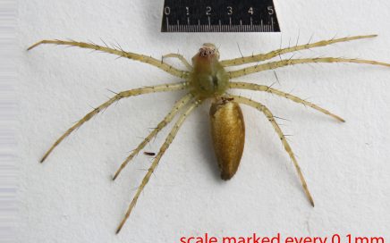 Arthropoda; Arachnida; Araneae; Oxyopidae; Peucetia viridans