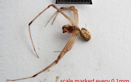 Arthropoda; Arachnida; Araneae; Theridiidae; Theridion