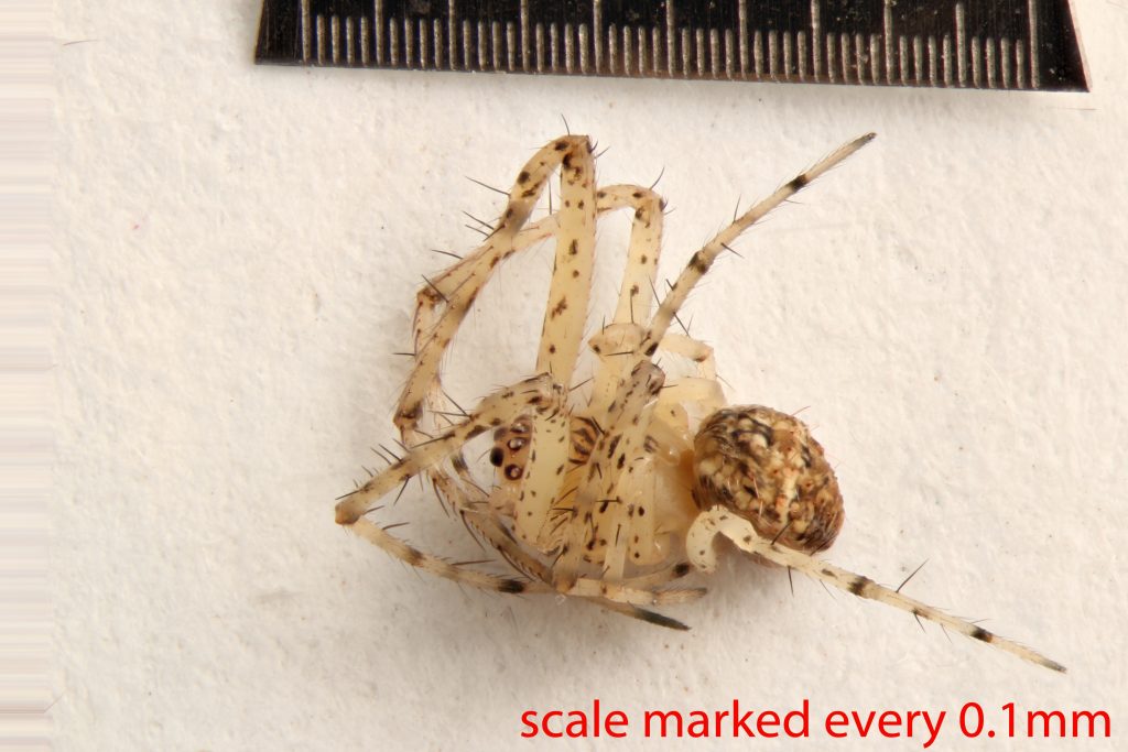 Arthropoda; Arachnida; Araneae; Mimetidae; Mimetus hesperus