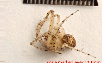 Arthropoda; Arachnida; Araneae; Mimetidae; Mimetus hesperus