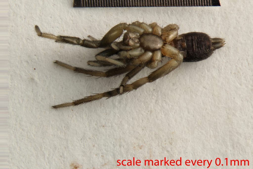 Arthropoda; Arachnida; Araneae; Gnaphosidae; Drassyllus insularis