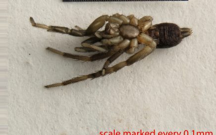 Arthropoda; Arachnida; Araneae; Gnaphosidae; Drassyllus insularis