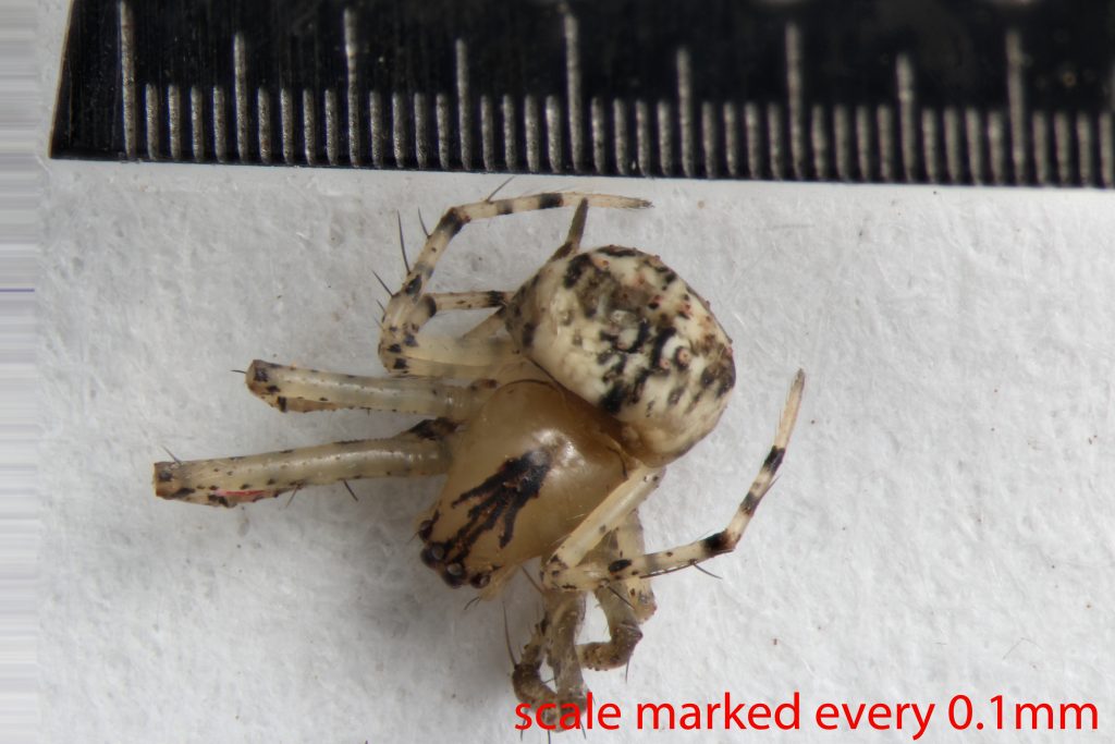 Arthropoda; Arachnida; Araneae; Mimetidae; Mimetus hesperus