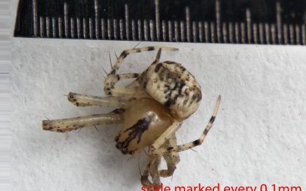 Arthropoda; Arachnida; Araneae; Mimetidae; Mimetus hesperus