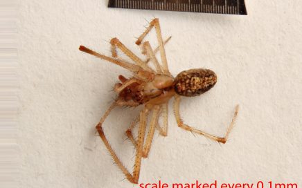 Arthropoda; Arachnida; Araneae; Theridiidae; Theridion