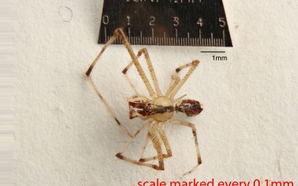 Arthropoda; Arachnida; Araneae; Theridiidae