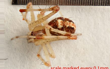 Arthropoda; Arachnida; Araneae; Theridiidae; Theridion