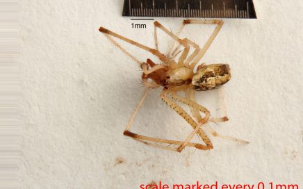 Arthropoda; Arachnida; Araneae; Theridiidae; Theridion