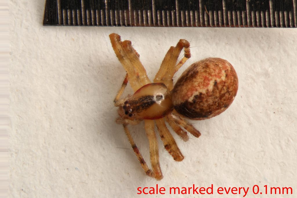 Arthropoda; Arachnida; Araneae; Theridiidae; Anelosimus studiosus