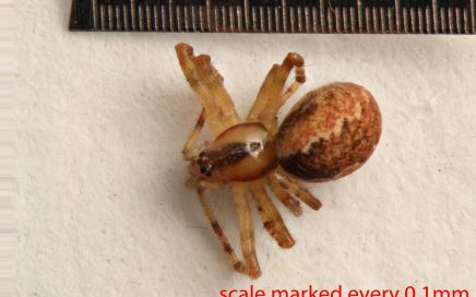 Arthropoda; Arachnida; Araneae; Theridiidae; Anelosimus studiosus