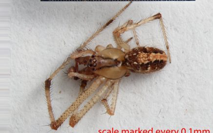 Arthropoda; Arachnida; Araneae; Theridiidae; Theridion