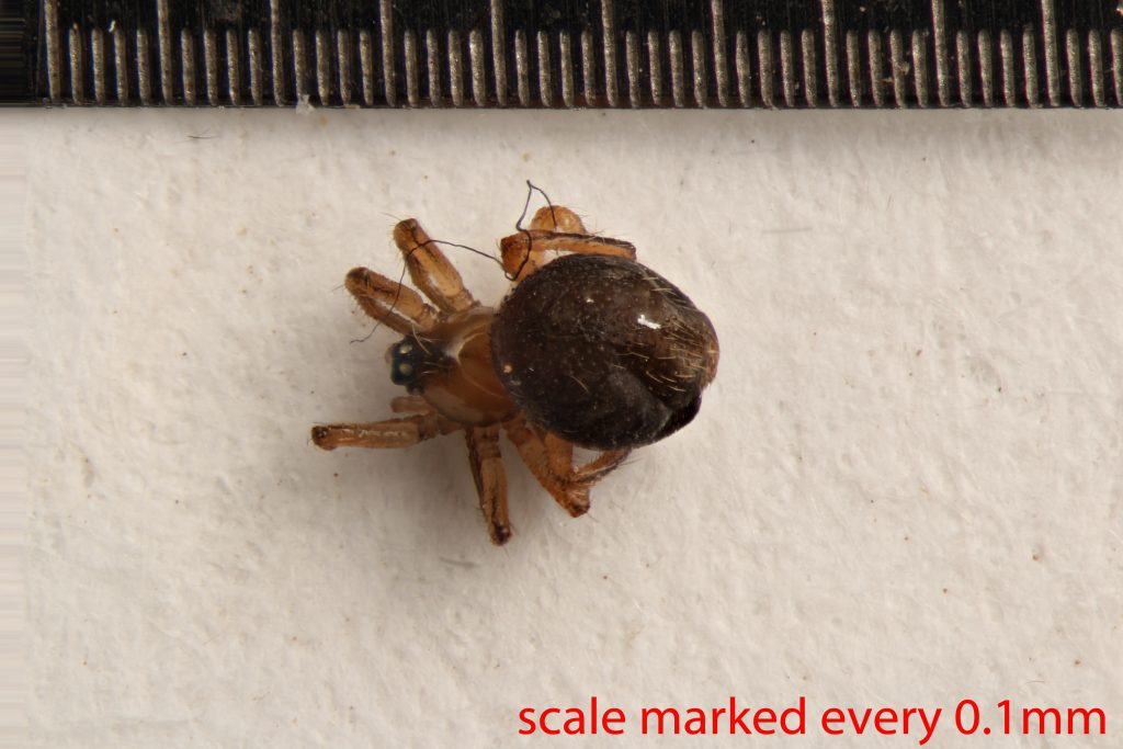 Arthropoda; Arachnida; Araneae; Linyphiidae